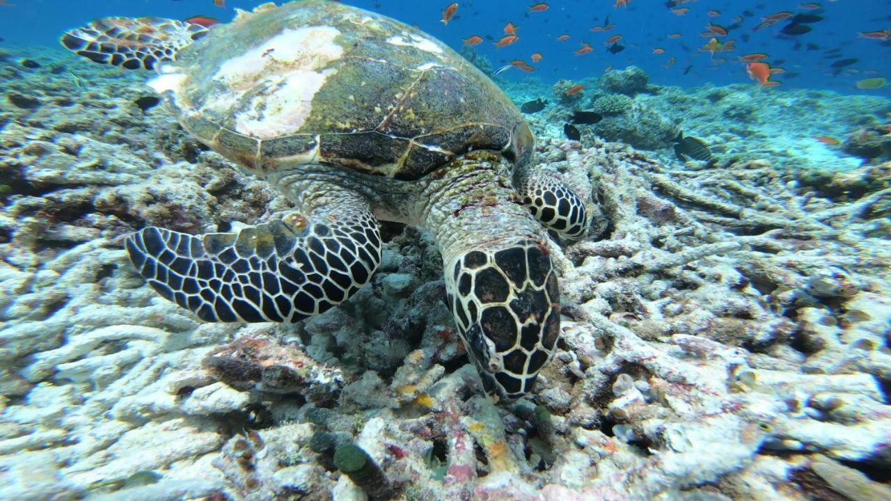 Гостьовий будинок Dhangethi Inn Dhangethi
