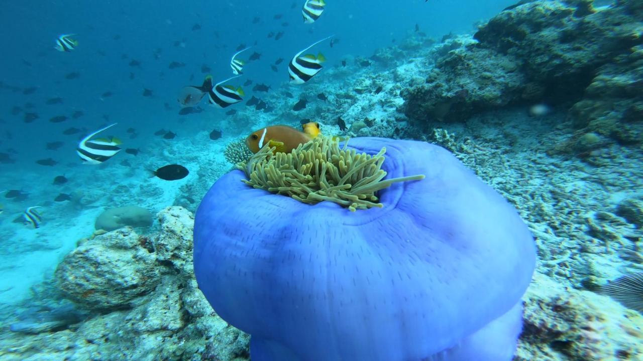 Гостьовий будинок Dhangethi Inn