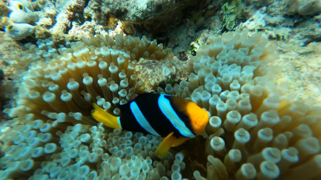 Гостьовий будинок Dhangethi Inn *
